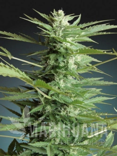 ADVANCED SEEDS - Sweet Dwarf Automatic