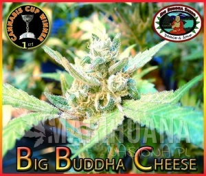 Big Buddha Cheese - BIG BUDDHA SEEDS