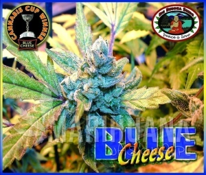 Blue Cheese - BIG BUDDHA SEEDS