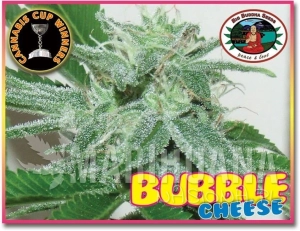 Bubble Cheese - BIG BUDDHA SEEDS