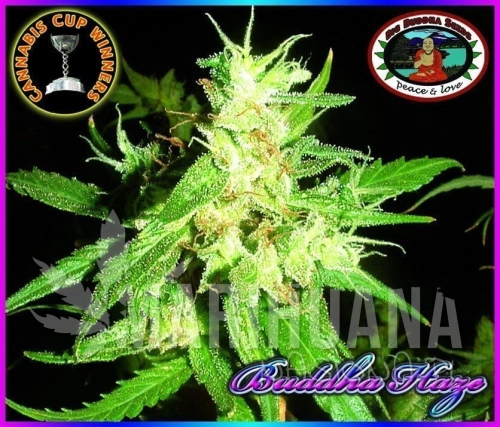 BIG BUDDHA SEEDS - Buddha Haze