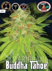 Buddha Tahoe - BIG BUDDHA SEEDS