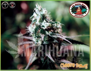 Cheese Dawg - BIG BUDDHA SEEDS