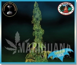 Cheesy Dick - BIG BUDDHA SEEDS
