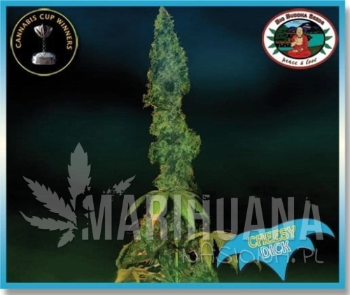 BIG BUDDHA SEEDS - Cheesy Dick