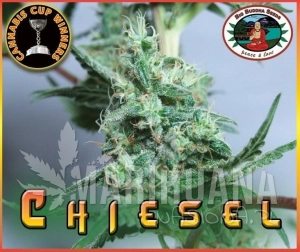 Chiesel - BIG BUDDHA SEEDS