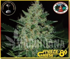 Freeze Cheese '89 - BIG BUDDHA SEEDS