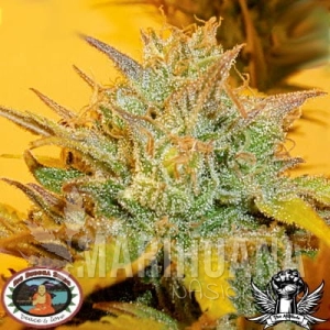 LA Cheese - BIG BUDDHA SEEDS
