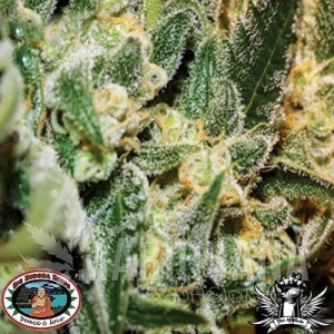 Silver Cheese - BIG BUDDHA SEEDS