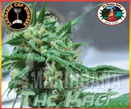 BIG BUDDHA SEEDS - The Kali
