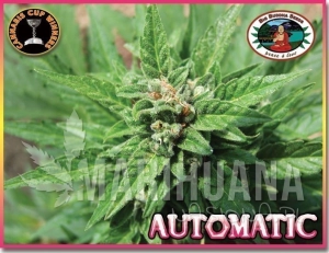 Automatic - BIG BUDDHA SEEDS