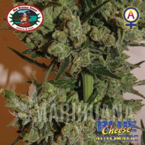 Blue Cheese Automatic - BIG BUDDHA SEEDS