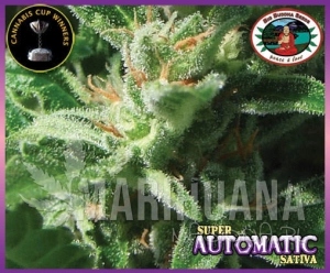 Super Automatic - BIG BUDDHA SEEDS