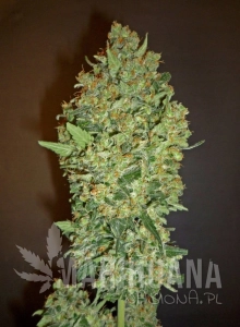 Cheese Berry - 00 SEEDS BANK