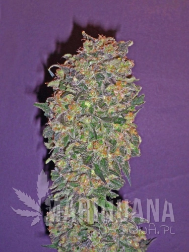 00 SEEDS BANK - Chocolate Kush