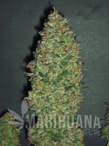 Chocolate Skunk - 00 SEEDS BANK