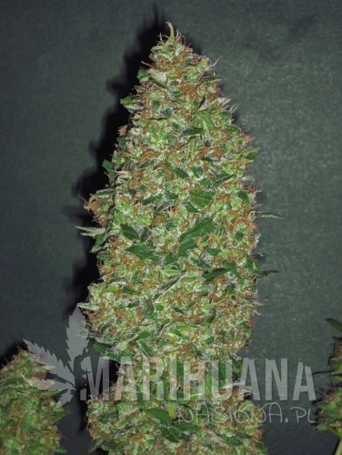 00 SEEDS BANK - Chocolate Skunk