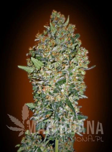 00 SEEDS BANK - Feminized Collection #1