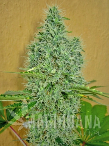 00 SEEDS BANK - Auto Afghan Mass