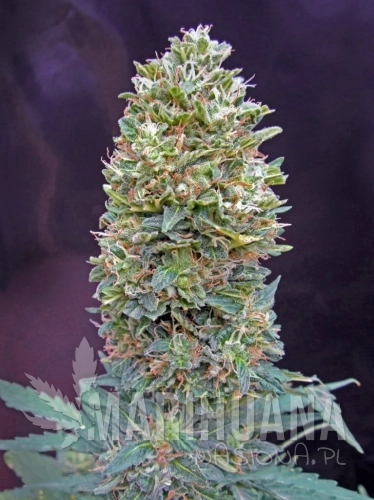 00 SEEDS BANK - Auto Bubble Gum