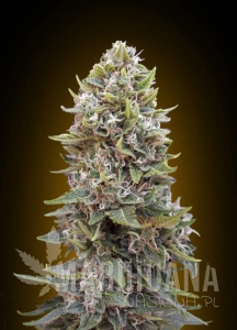 Auto Cheese Berry - 00 SEEDS BANK