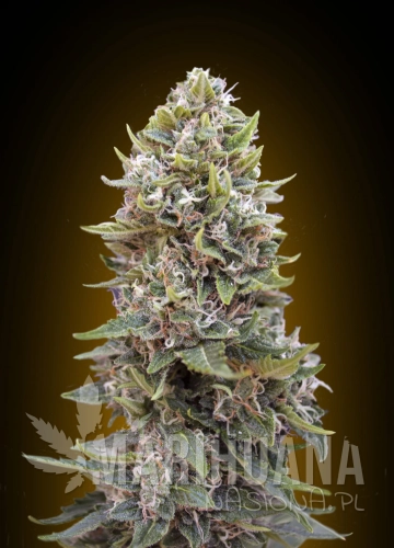 00 SEEDS BANK - Auto Cheese Berry
