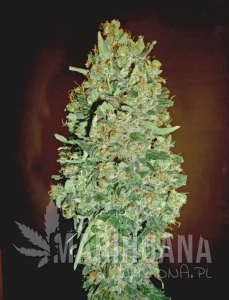 Auto Chocolate Skunk - 00 SEEDS BANK