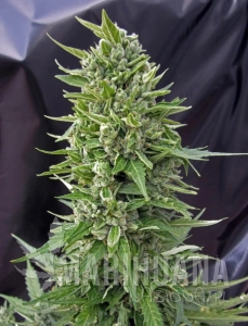 Auto Northern Lights - 00 SEEDS BANK