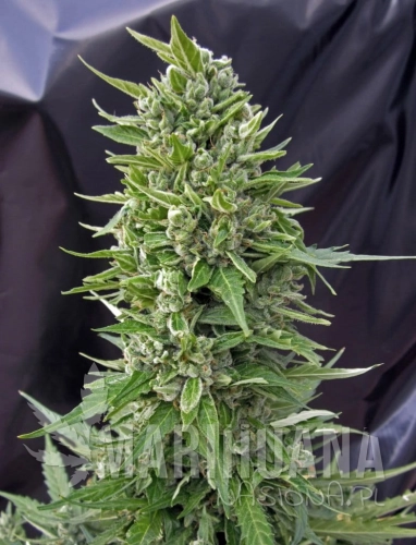 00 SEEDS BANK - Auto Northern Lights