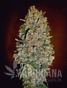 Automatik Collection #1 - 00 SEEDS BANK