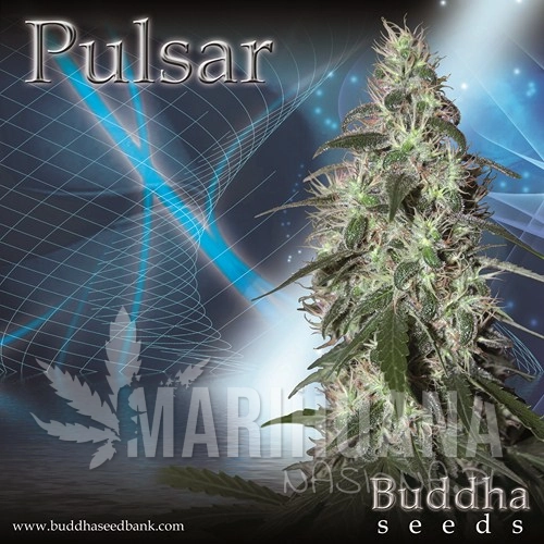 BUDDHA SEEDS - Pulsar
