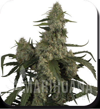 BUDDHA SEEDS - Quasar