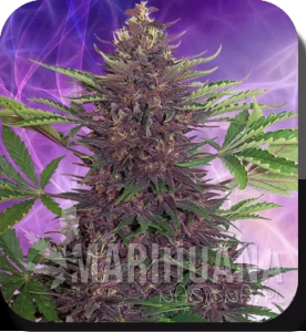 Buddha Purple Kush Auto - BUDDHA SEEDS