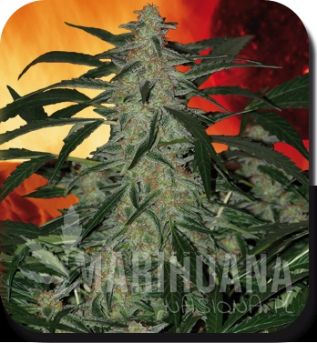BUDDHA SEEDS - Deimos Auto