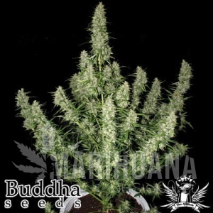 Magnum Auto - BUDDHA SEEDS
