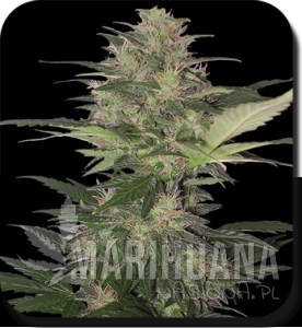 Red Dwarf - BUDDHA SEEDS