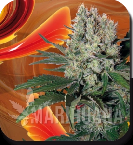 Syrup - BUDDHA SEEDS