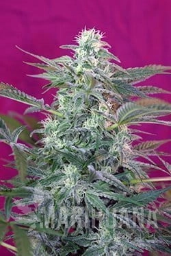 SWEET SEEDS - Big Foot