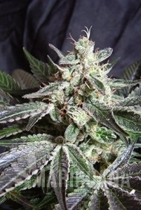 Black Jack - SWEET SEEDS