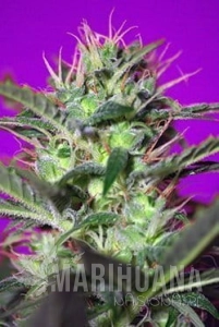 Botafumeiros - SWEET SEEDS