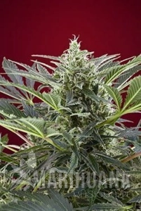 Cream 47 - SWEET SEEDS