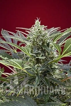 SWEET SEEDS - Cream 47