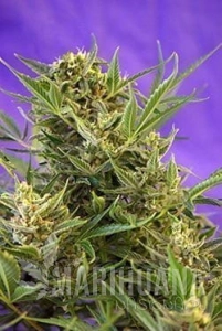 Double White - SWEET SEEDS