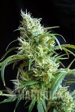 SWEET SEEDS - Flash Back #2