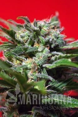 SWEET SEEDS - Ganesh Spirit