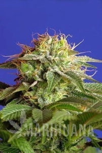 Green Poison - SWEET SEEDS