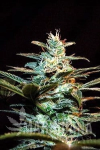 Ice Cool Auto - SWEET SEEDS