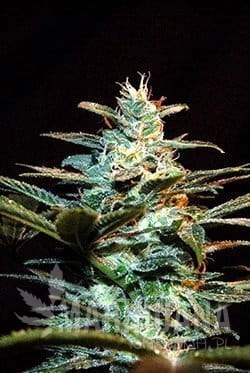 SWEET SEEDS - Ice Cool Auto