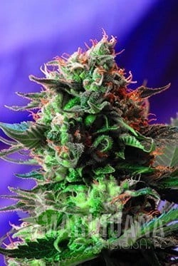 SWEET SEEDS - Jack 47