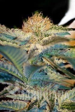 SWEET SEEDS - Moham Ram